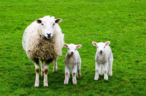 Sheep Giving Birth Tips For Successful Lambing Countryside