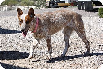 380 list street frankenmuth, mi 48734 phone: ADOPTED! | #Gilbert, #AZ. I am already spayed ...