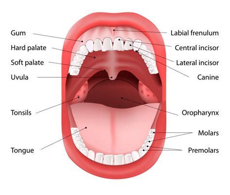 Why Knowing Your Mouths Anatomy Aids Oral Care White Oak Dental