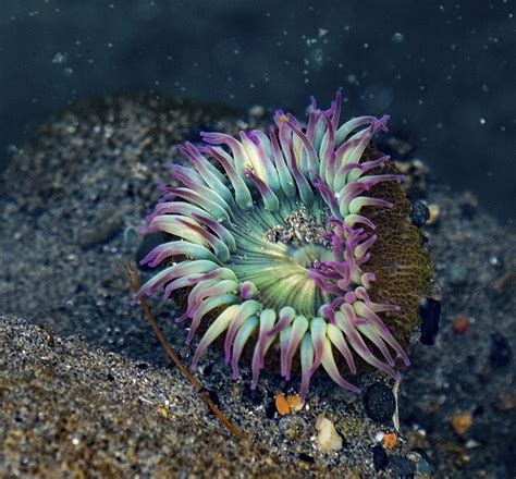 Underwater Flower Anemone Light Stalking