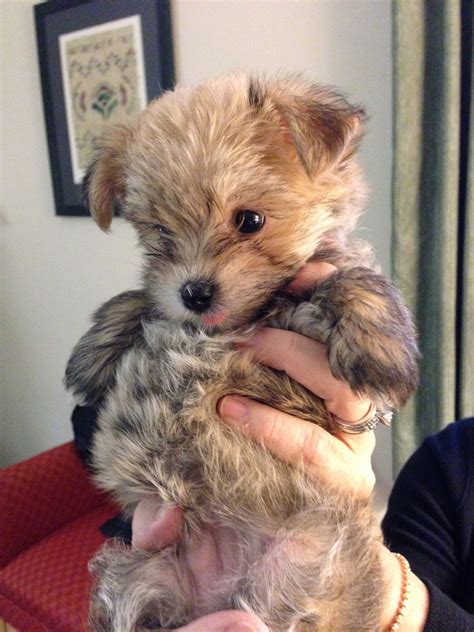 I Love Little Morkies Because They Remind Me Of Little Teddy Bears