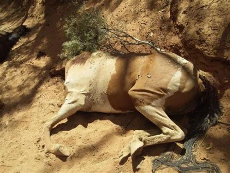 Just Horrible Dozens Of Wild Horses Perish At Dried Up Waterhole As