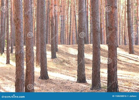 Pine Forest With Beautiful High Pine Trees Stock Photo Image Of Bark