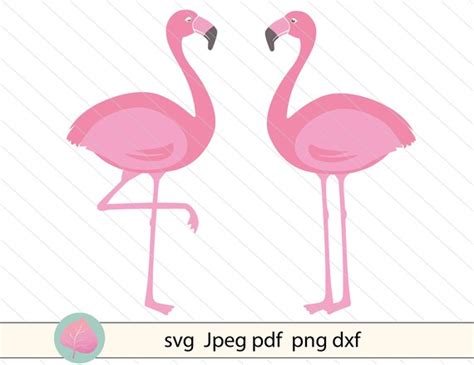 Flamingo Svg Cut File Tropical Bird Svg Flamingo Vector Etsy