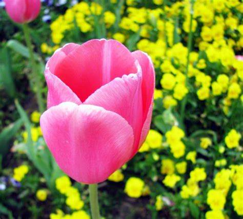 Pink Tulip Centennial Park Sunken Garden Brent Moore Flickr