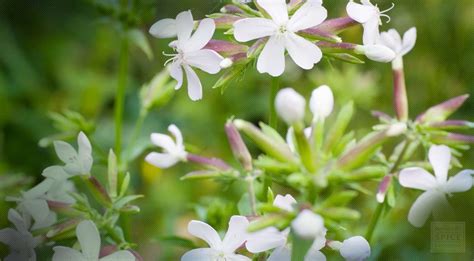 Soapwort Root Soothing Your Systems With Soapwort