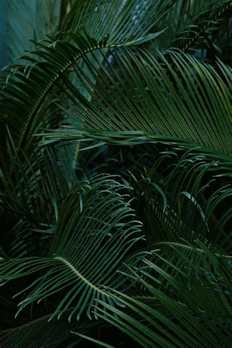 We did not find results for: Photo (LA COOL & CHIC) | Nature aesthetic, Dark ...