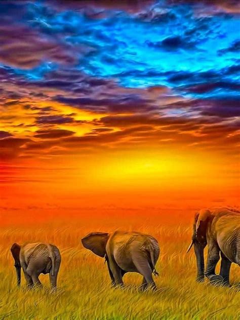 Elephants At Sunset Elephant Beautiful Nature Animals Beautiful