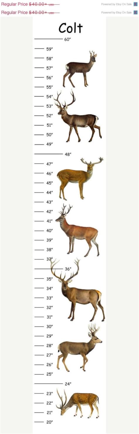 Personalized Woodland Deer Canvas Height Growth Chart Etsy
