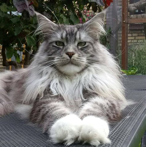 Maine Coon Cats For Sale Near Me