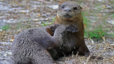 Rabid otter attack of Florida man: Are otters aggressive, dangerous?