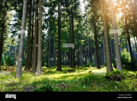 Tall Picea Abies árboles Retroiluminada Por El Sol En Los Bosques Piceas Crece En Bosques De