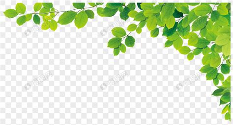 12 piezas pegatina con pared con mariposa 3d. การตกแต่งมุมใบสีเขียว ดาวน์โหลดรูปภาพ (รหัส) 400460211 ...