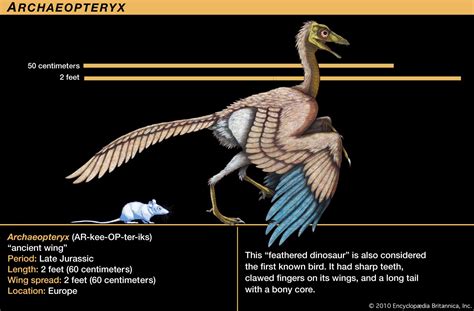 Archaeopteryx Kids Britannica Kids Homework Help