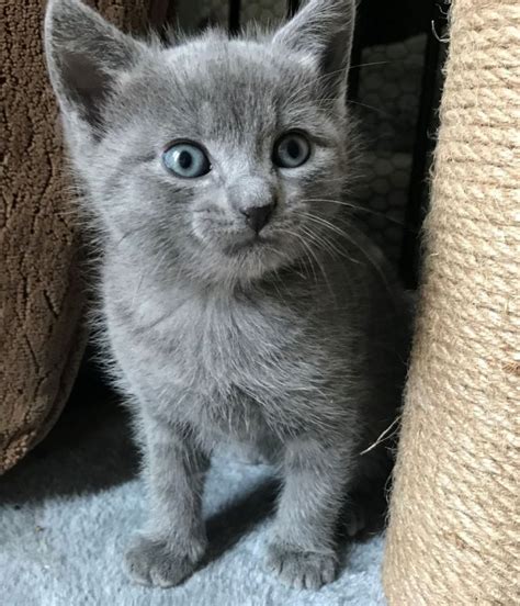 pure breed russian blue kitten offer