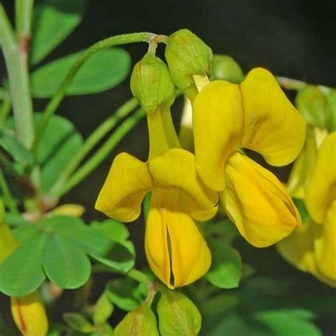 Coronilla Emerus Coronille Des Jardins Caduque Cdiscount Jardin