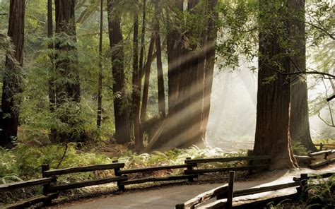 Trees Forest Sunlight Nature Path Fence Sun Rays Wallpapers Hd