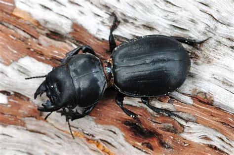 Paying Ready Attention Photo Gallery Large Black Beetle Macro Monday