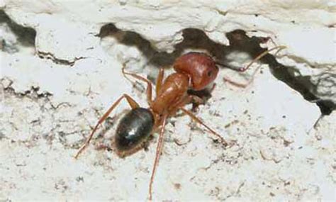 Large Red And Black Ant Carpenter Ants