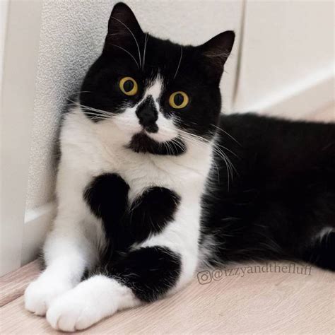 Cute Cat Wears Her Heart On Her Chest Literally