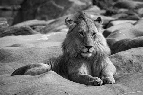 Mono Young Male Lion Lies On Rocks Stock Photo Image Of African