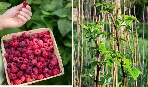 When To Plant Raspberry Canes Why Now Is Your Last Chance To Secure