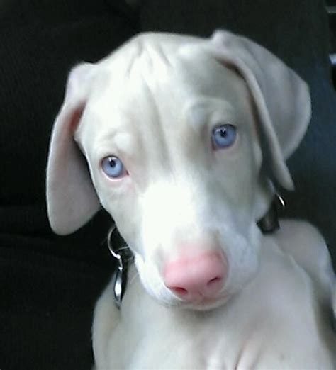New and used items, cars, real estate, jobs, services i have only 2 beautiful female european doberman puppies looking for their forever home! All time faves! | Dobie Friendzy This will be my next ...