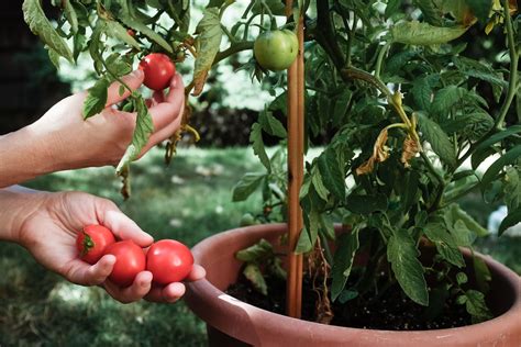 Warm Climate Container Vegetable Gardening Tips