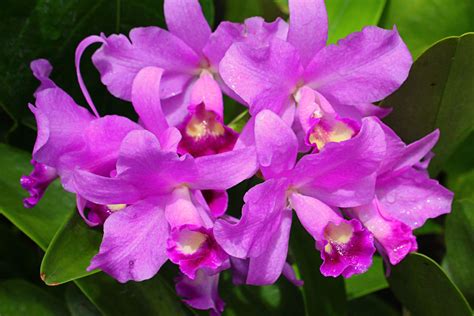 purple | Purple orchids, Purple haze, Purple