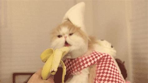 Nom Ing Bananas Is Way More Fun With Images Funny Animal Images