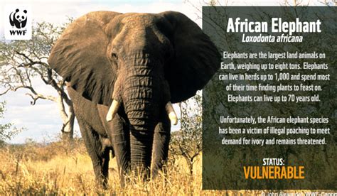 Ecards World Wildlife Fund