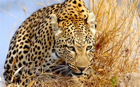 Prowling Leopard Wallpapers And Images Wallpapers Pictures Photos