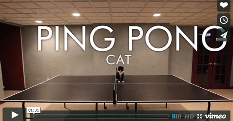 Tastefully Offensive Oreo The Cat Plays Ping Pong