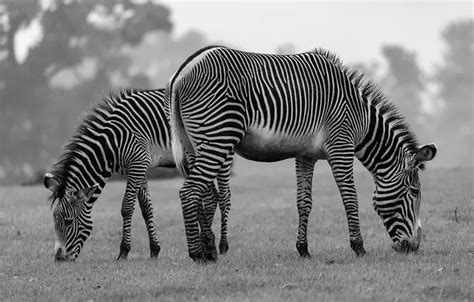 What Do Zebras Eat Zebras Diet