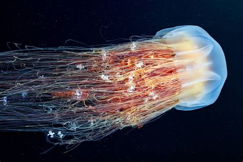 Types Of Jellyfish Factsandhistory