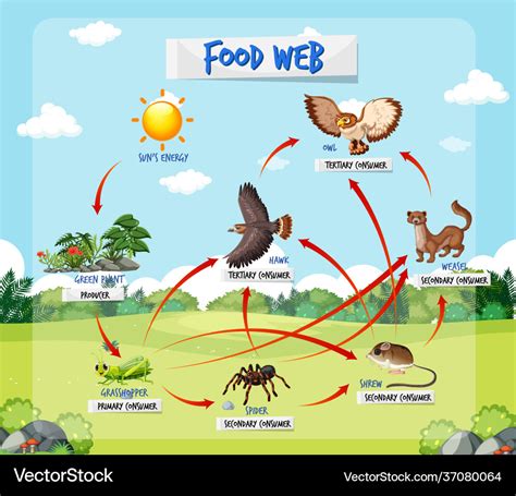 Food Chain Diagram Concept On Forest Background Vector Image