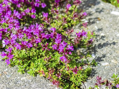 Thyme Lawn Replacement Care Of Creeping Thyme Lawns