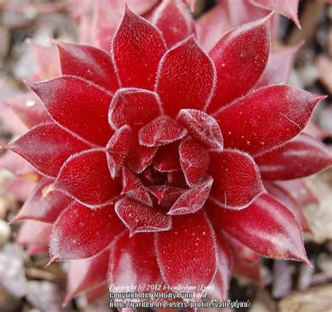 Photo Of The Leaves Of Hen And Chicks Sempervivum Booths Red In