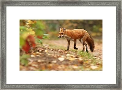 Autumn Fox Photograph By Mircea Costina Photography