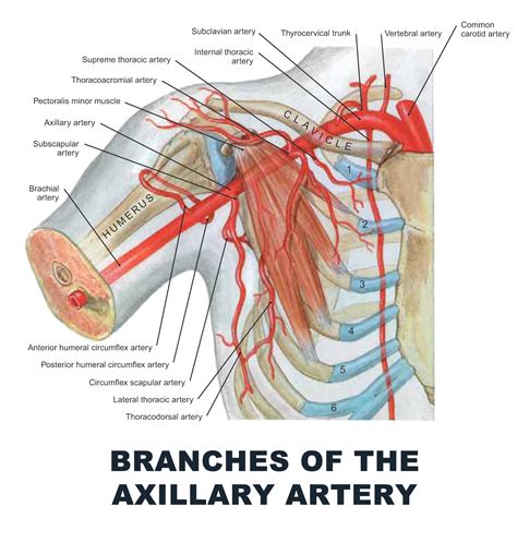Axillary Artery Branches Mnemonic Radiology Reference Vrogue Co