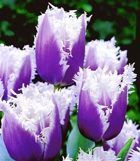 Purple And White Tulips Backyards Click