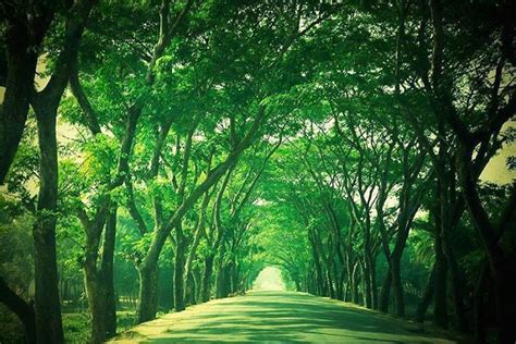 Welcome To The Country Of Green Location Pirojpur Bangladesh