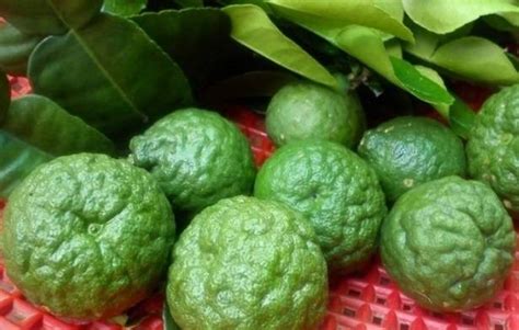 Dalam daun kemangi dipercaya mengandung minyak atsiri yang dapat sebagai cara menghilangkan bau badan. Mandi Air Daun Limau Purut, PETUA Berkesan Hilangkan ...