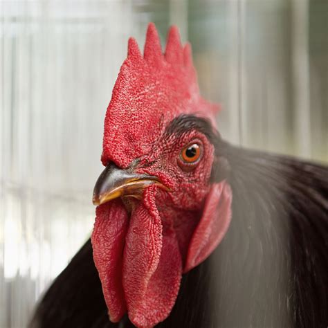 Jersey Black Giant Chickens The Breed For You Gilmores