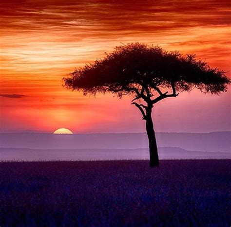Masai Mara Kenya 😍😍😍 Africa Sunset Sunset Pictures Sunset