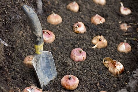 How Deep Should You Plant Your Spring Flowering Bulbs Planting Bulbs