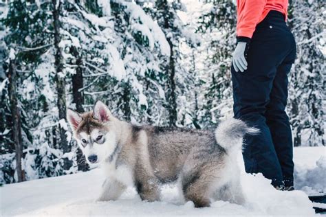 Outreach locations across the metro area also. Malamute puppy on his first hike in the snow Mt Hood, Oregon http://www.joshuameador.com/ad ...