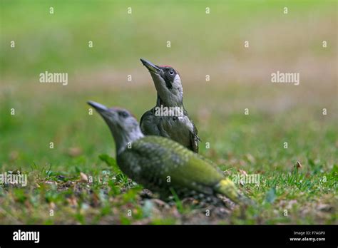 European Green Woodpecker Picus Viridis Female With Juvenile