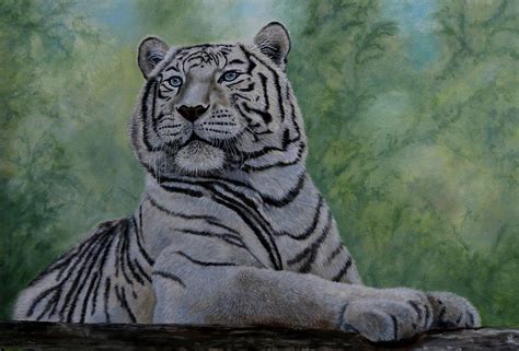 White Tiger Painting By Jan Priddy Fine Art America