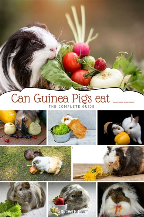 Can Guinea Pigs Eat The Complete Guide By Budget101